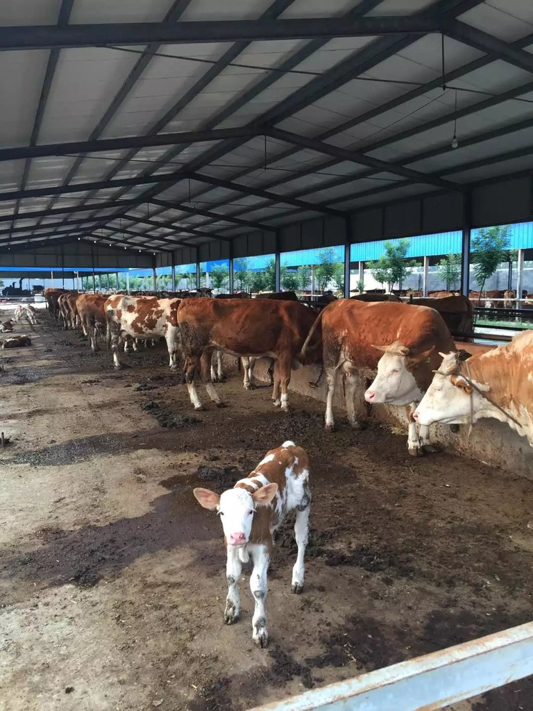 3、利木赞肉牛专用预混料:斤育肥牛饲料配方