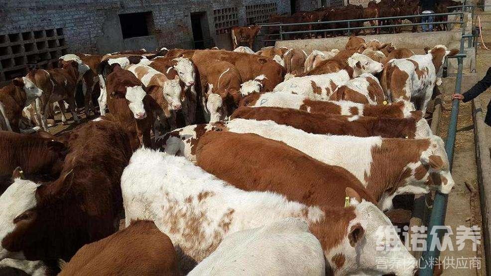 1、肉牛经常喂粗饲料。肉牛吃什么粗饲料比较好?
