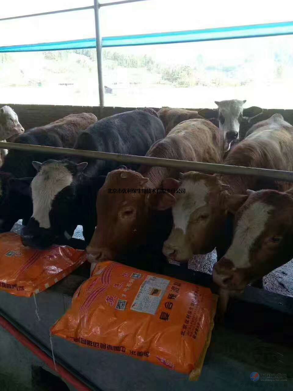 1、牛饲料：喂牛生长最快的饲料