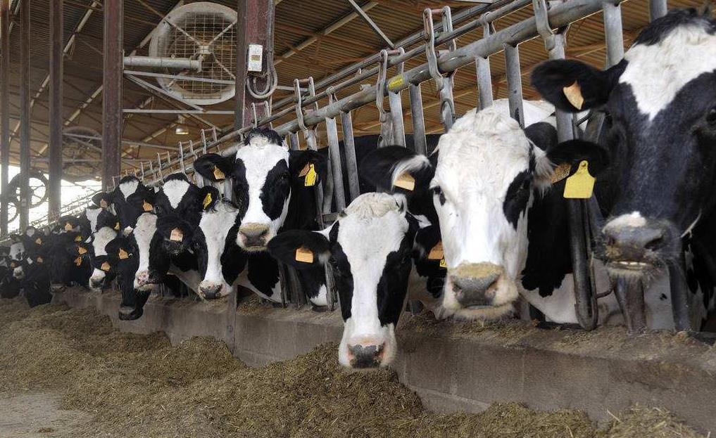 2、青贮饲料对奶牛的健康有哪些好处？ 