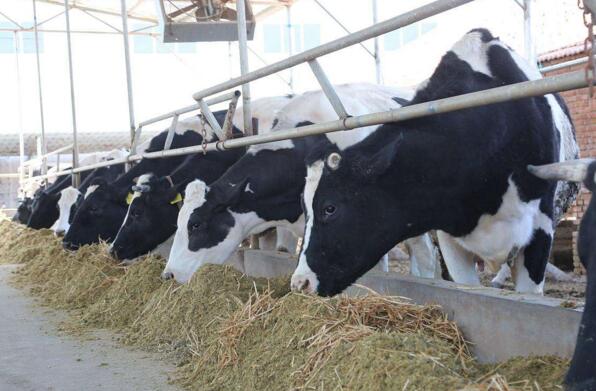3．如何检测奶牛饲料中的纤维