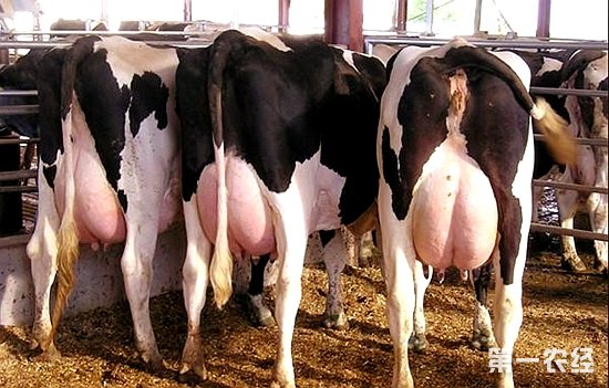 2、一头奶牛每天能挤多少奶？ 